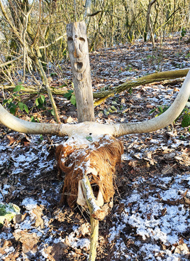 Dyreofring til guderne på hvolris Jernalder