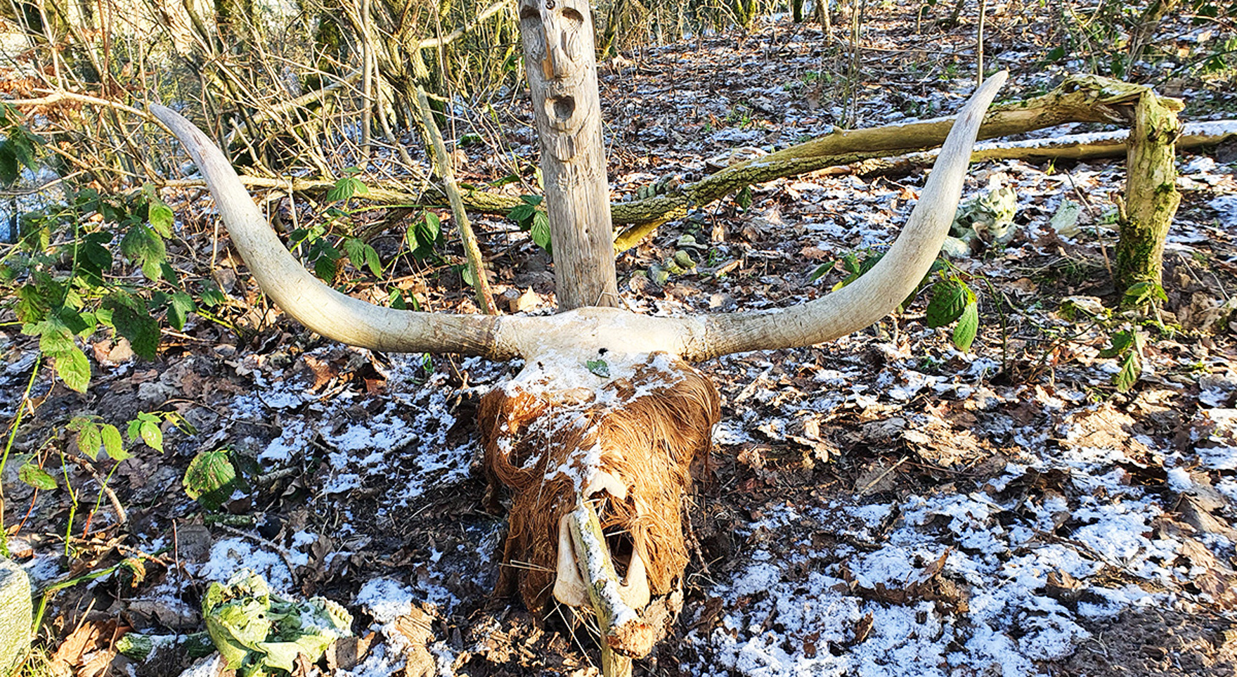 Dyreofring til guderne på hvolris Jernalder