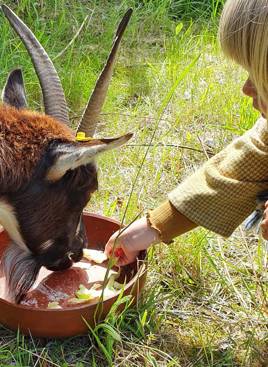 Ged og pige på Hvolris _ Knæhøj jernalder
