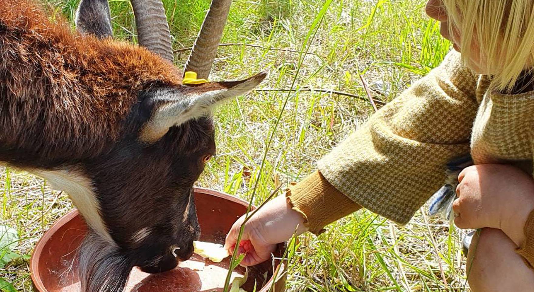 Ged og pige på Hvolris _ Knæhøj jernalder