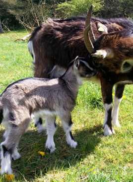 Ged og kid på Hvolris Jernalder