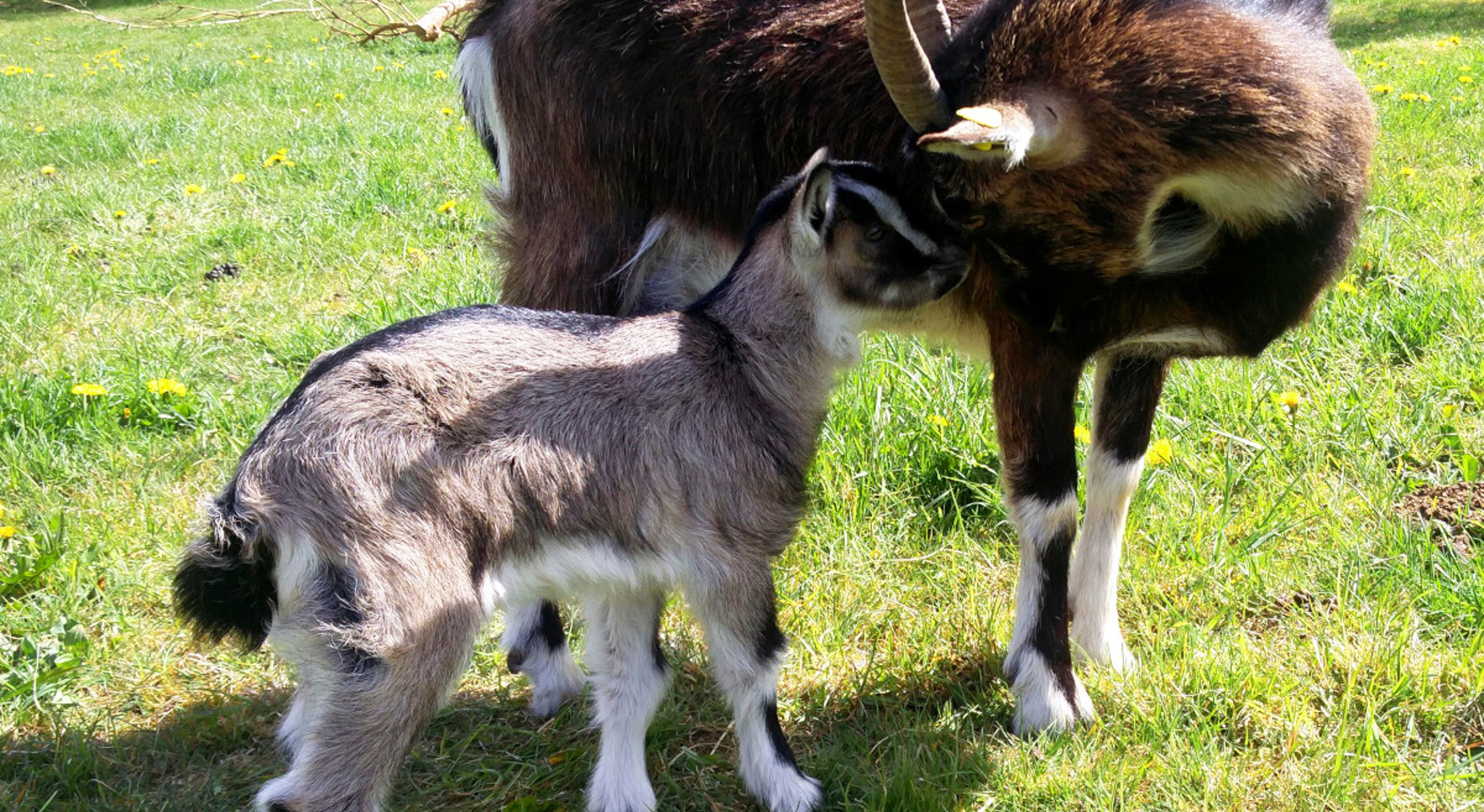 Ged og kid på Hvolris Jernalder