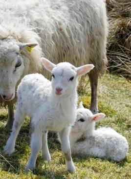 Får og lam på hvolris jernalder