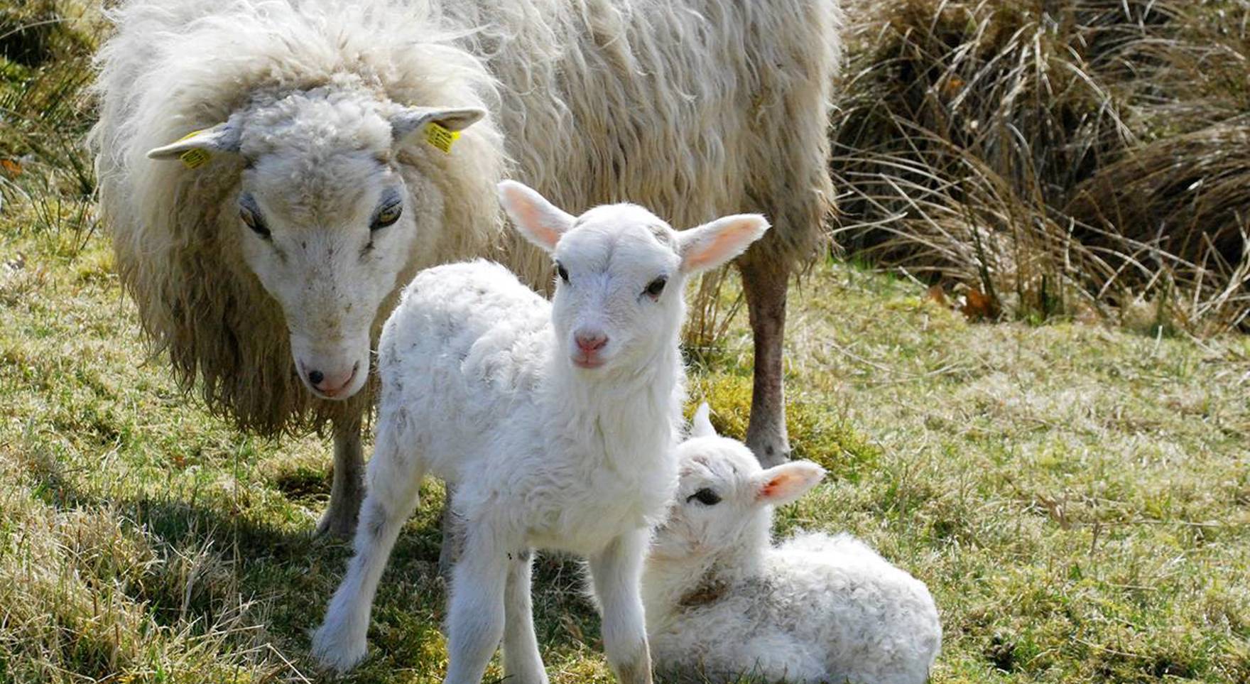 Får og lam på hvolris jernalder